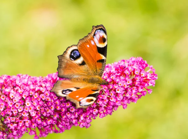 Borboleta de pavão em um arbusto buddleia — Fotografia de Stock