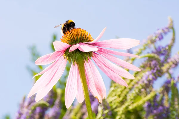 Echinacea blomma med humla — Stockfoto