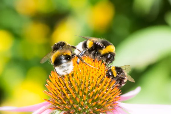 Tre humlor på echinacea blossom — Stockfoto