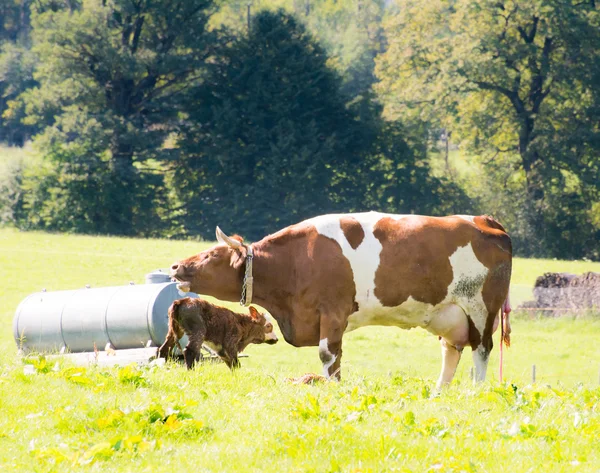 母牛と子牛 — ストック写真