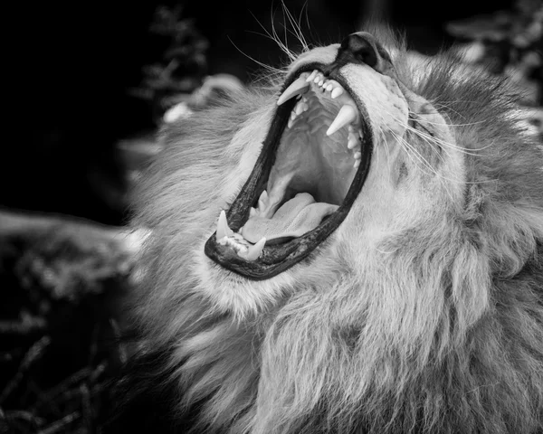 Черно-белый портрет ревущего льва — стоковое фото