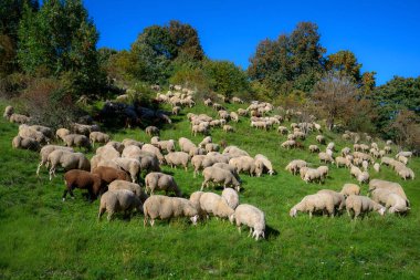 Herd of sheep grazing in a meadow on a hill in the Altmuehltal valley