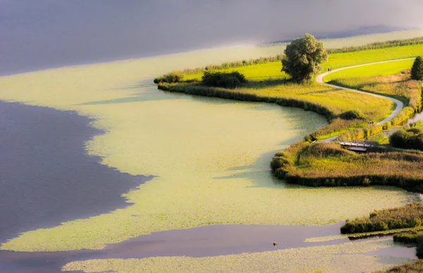 Bažinaté půdě u jezera Hopfensee — Stock fotografie