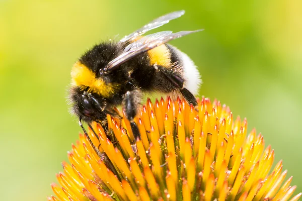 Trzmiel zbiera nektar na kwiat Echinacea — Zdjęcie stockowe