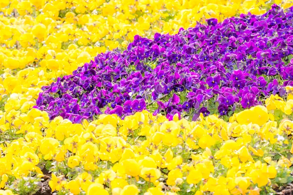 Flowerbed with Pansy flowers — Stock Photo, Image