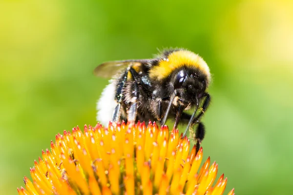 Hommel verzamelen van nectar over Echinacea bloem — Stockfoto