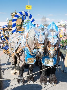 Haflinger bira fıçısı Ekim Festivali'nde çekerek atlar