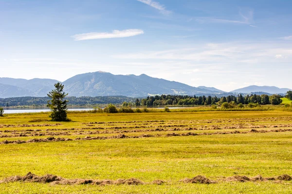 Weide mit Heu in Bayern — Stockfoto