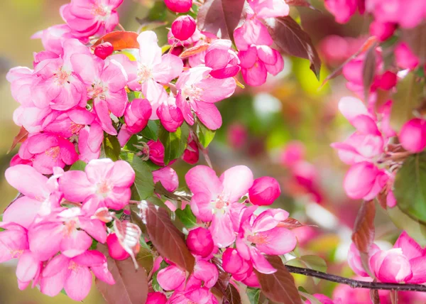ピンクのリンゴの花 — ストック写真