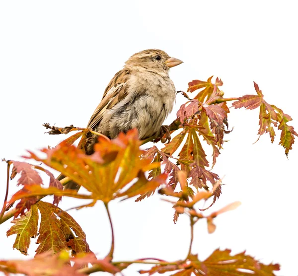 Sparrow on a branch — Stock Photo, Image