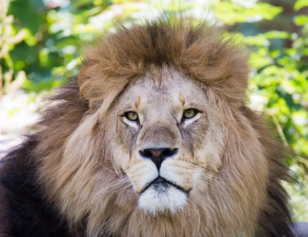 Мужской портрет Льва — стоковое фото