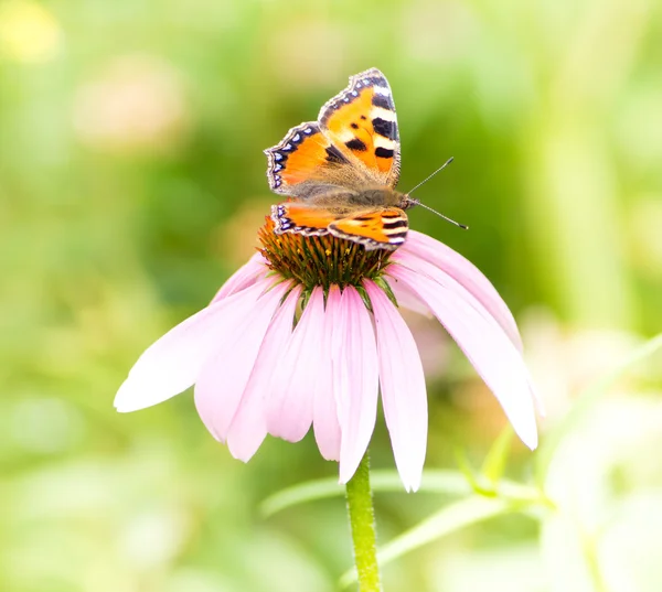 Petit papillon écaille de tortue sur fleur d'échinacée — Photo