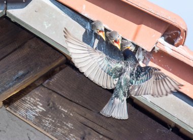 Bebek besleme ortak Starling uçan