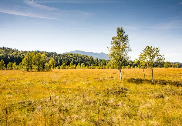 Moorlandschaft am Staffelsee — Stockfoto