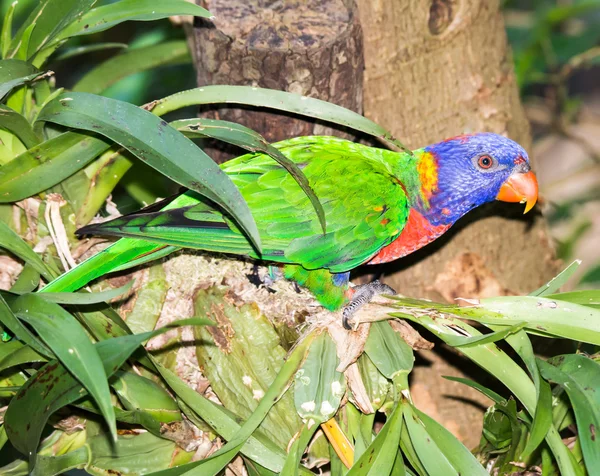 Kokosowy papuga lorikeet — Zdjęcie stockowe