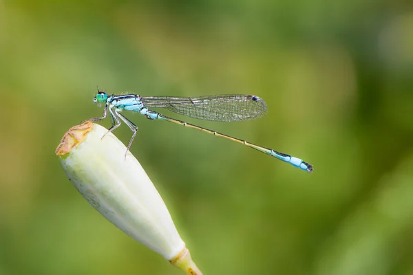 Wspólne bluetail Łątka — Zdjęcie stockowe