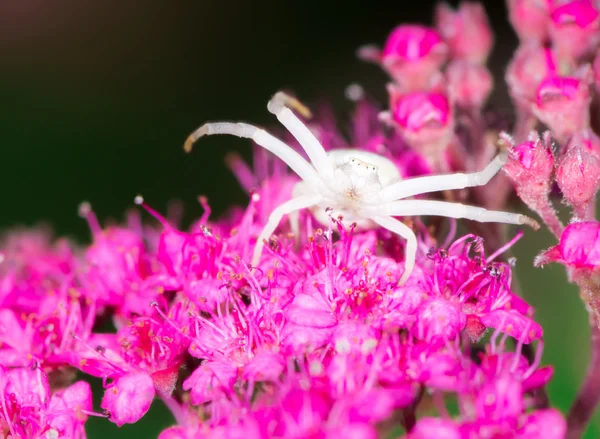 Vit krabba spindel — Stockfoto