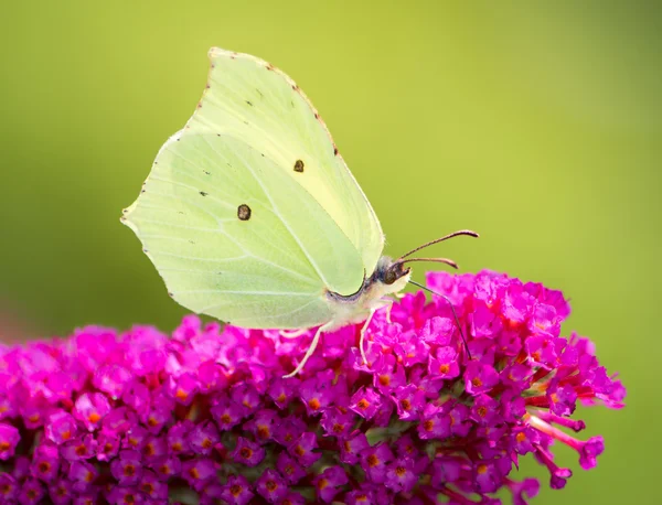 Macro of a Brimstone Butterfly — Stock Photo, Image