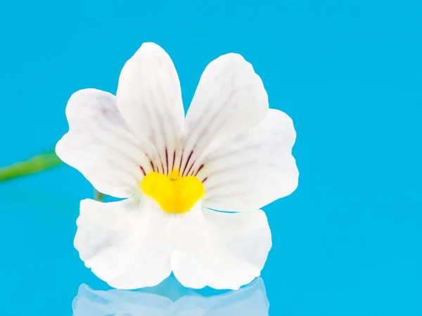 Macro de una flor de Nemesia — Foto de Stock