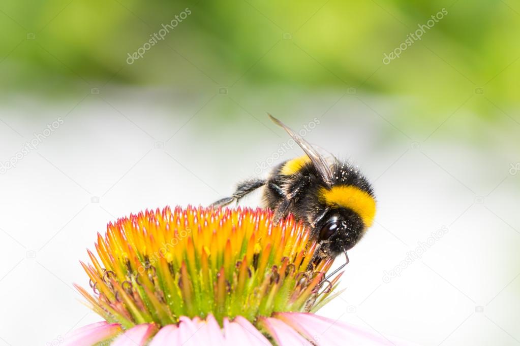 Bumblebee collecting nectar on Echinacea flower