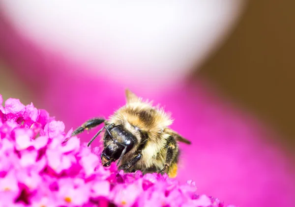 Ape su fiori di buddleia viola — Foto Stock