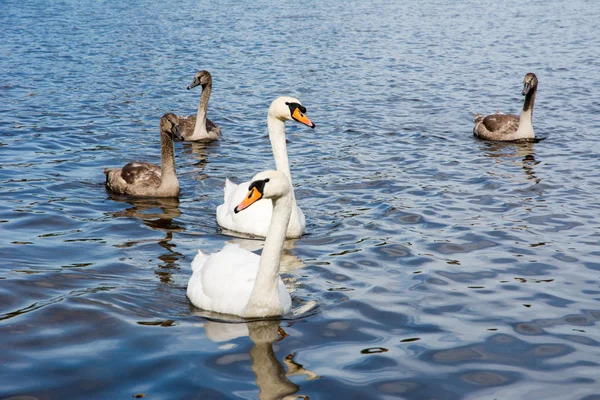 Swan family with babies — Stock Photo, Image