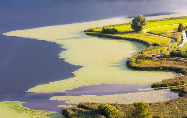 Sumpflandschaft am Hopfensee — Stockfoto