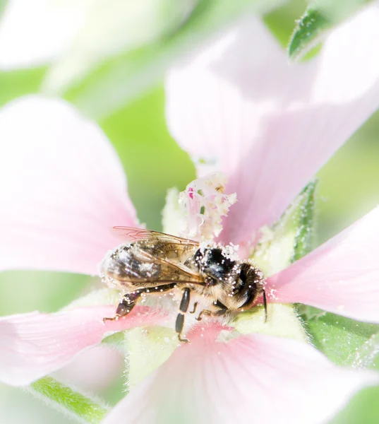 Abeja llena de polen en una flor de malva —  Fotos de Stock