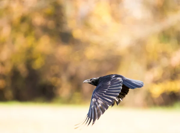 Fliegende schwarze Krabbe — Stockfoto