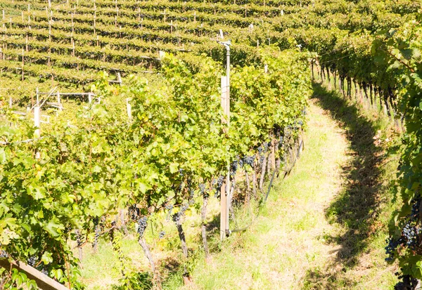 Vignoble au Tyrol du Sud — Photo