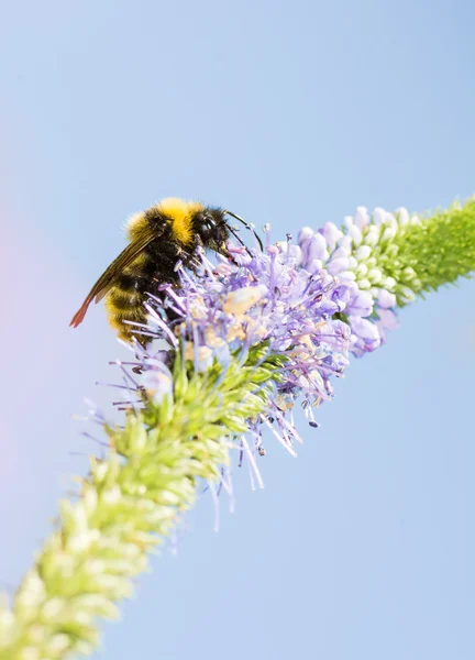 Μέλισσα σε ένα λουλούδι spicata Βερόνικα — Φωτογραφία Αρχείου