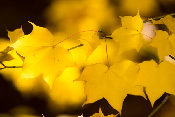 Folhas de bordo amarelas — Fotografia de Stock