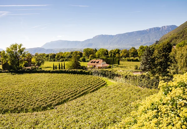 Bolzano, Vineayard — Stok fotoğraf