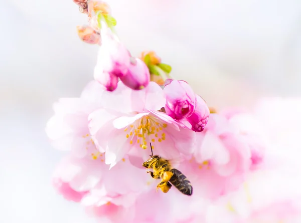 ピンクの桜の花に飛んでいる蜂 — ストック写真