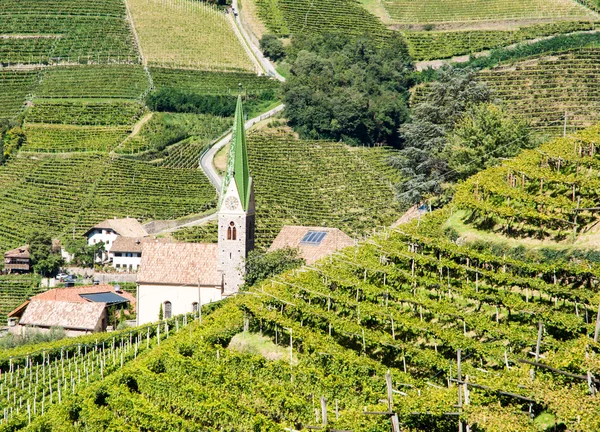 Bolzano, Vineayard — Stok fotoğraf