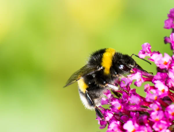 Bumblebee on buddleia blossoms — Stock Photo, Image