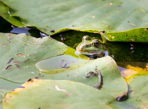 Sapo escondido debaixo das folhas — Fotografia de Stock