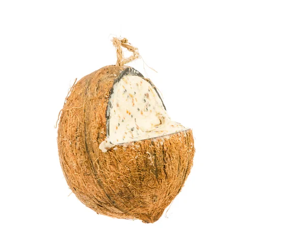 Cocunut fett feeder för fåglar — Stockfoto