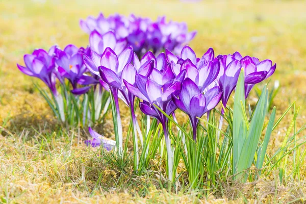 Flores de cocodrilo púrpura en el prado — Foto de Stock