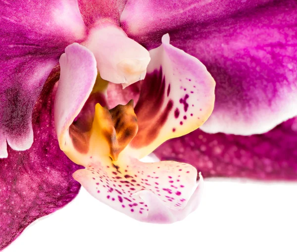 Flores de orquídea púrpura macro —  Fotos de Stock