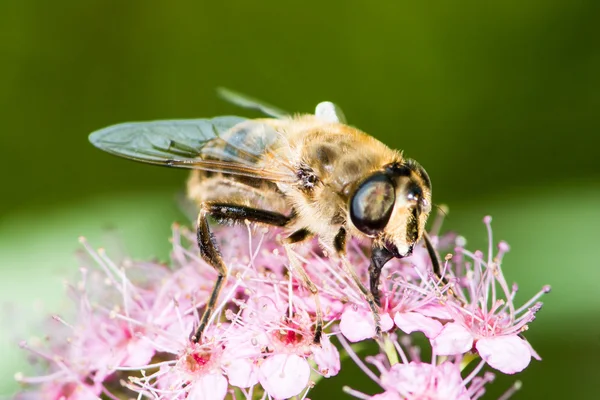 Ape su spiraea japonica fiore — Foto Stock