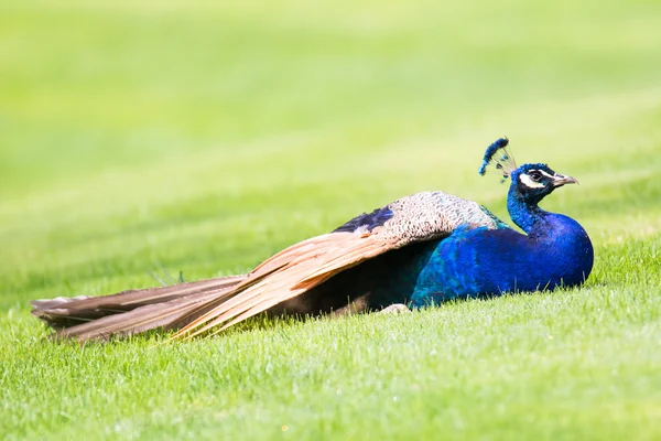 Pfau im Gras liegend — Stockfoto