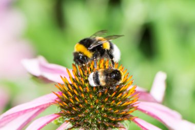 Ekinezya çiçeği üzerinde iki bumblebees