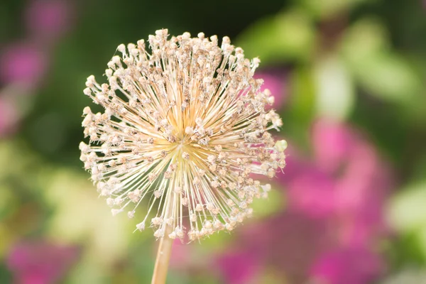 Faded giant onion flower — Stock Photo, Image