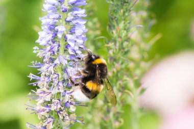 Arı nektarı toplamak