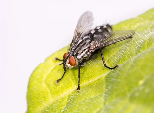 Fliege sitzt auf einem Blatt — Stockfoto