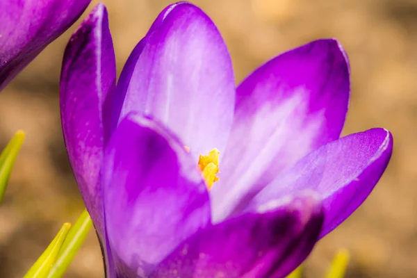 Fialové květy Crocus — Stock fotografie