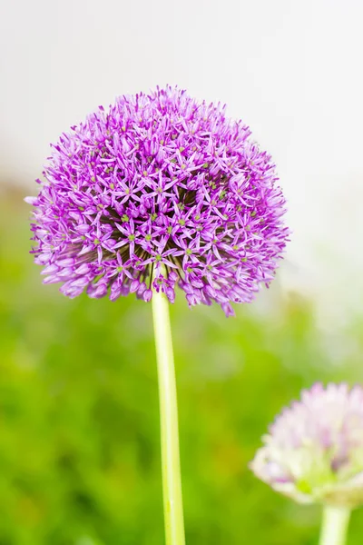 Purple Allium Giganteum flower — Stock Photo, Image