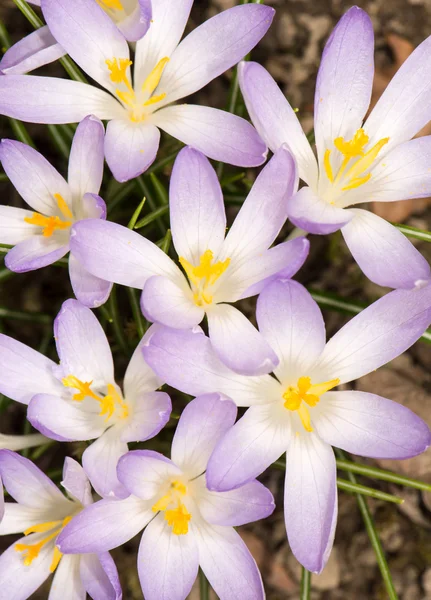 Flores de croco roxo — Fotografia de Stock