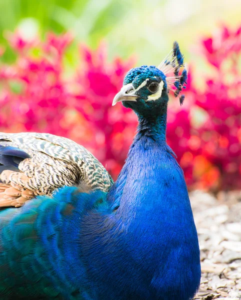 Blue Peacock Portrait — Stock Photo, Image